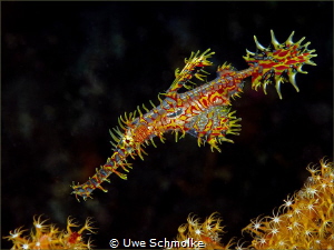 Ornate Ghostpipefish carrying eggs by Uwe Schmolke 